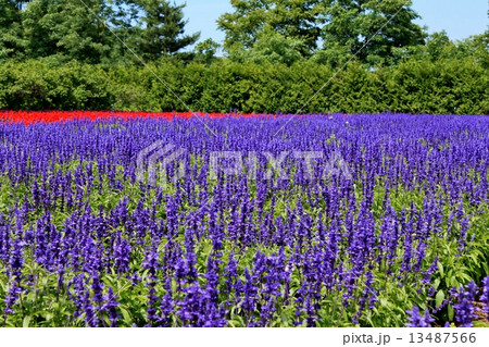 群生するラベンダー 13487566