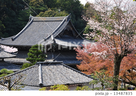 京都 御寺泉涌寺の桜 京都 御寺泉涌寺の桜 13487835