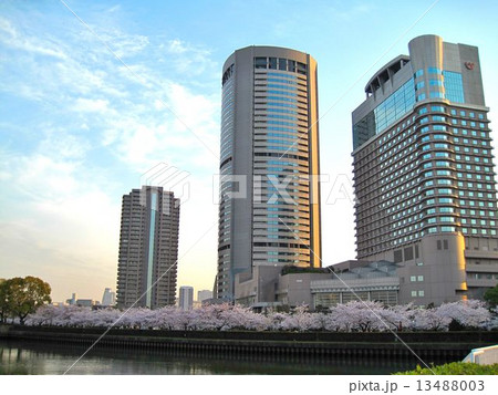 大阪　桜ノ宮周辺の桜並木と高層ビル群 13488003