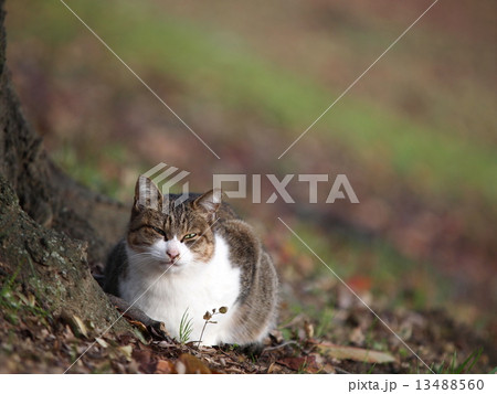 斜面でうずくまる猫の写真素材