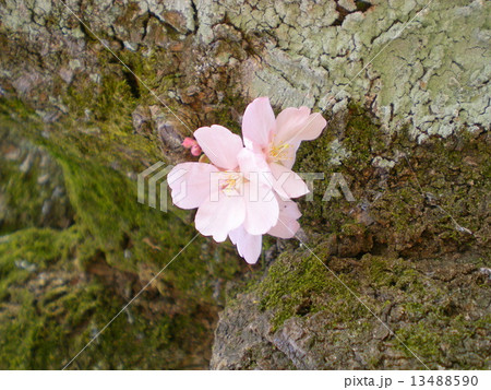 桜 桜 13488590
