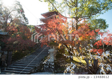 晩秋の五台山竹林寺　四国霊場八十八個所　三十一番札所 13488612