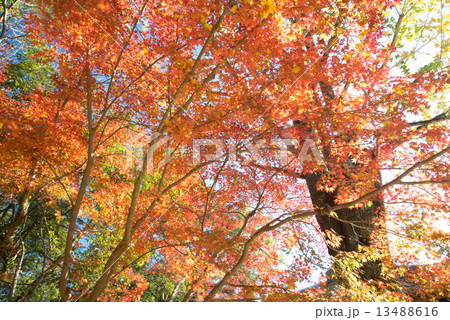 晩秋の五台山竹林寺 四国霊場八十八個所 三十一番札所 晩秋の五台山竹林寺 四国霊場八十八個所 三十一番札所 13488616