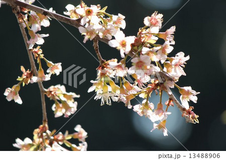 ヒマラヤ桜 13488906