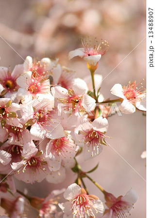 ヒマラヤ桜 13488907