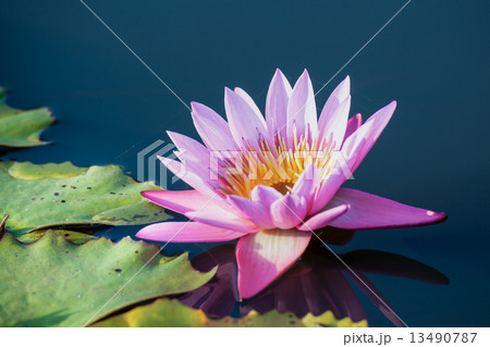 lotus flower background 13490787
