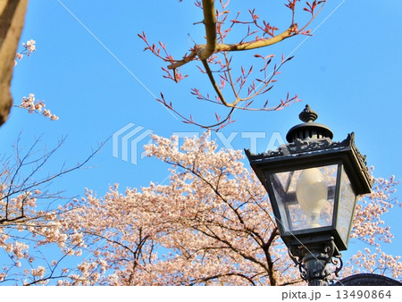 桜と街燈 13490864