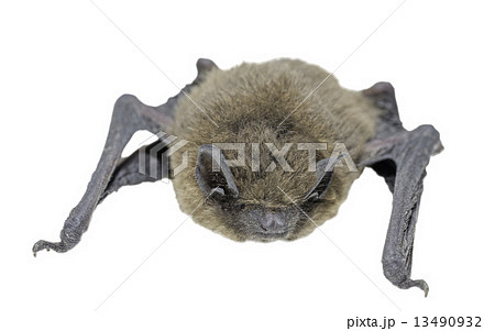 Front view of bat (Common Pipistrelle) on white background Front view of bat (Common Pipistrelle) on white background 13490932