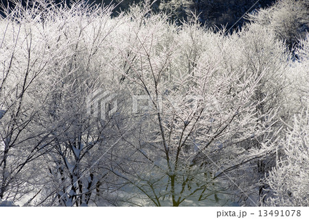 雪山　霧氷 13491078