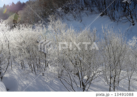 雪山　霧氷 13491088