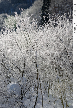 雪山　霧氷 13491091