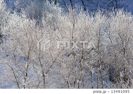 雪山　霧氷 13491095