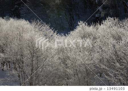 雪山 霧氷 雪山 霧氷 13491103