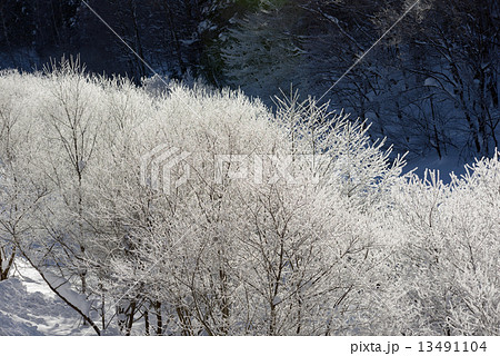 雪山　霧氷 13491104