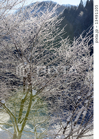 雪山 霧氷 雪山 霧氷 13491105