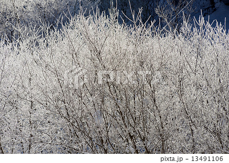 雪山　霧氷 13491106