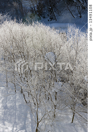 雪山　霧氷 13491108