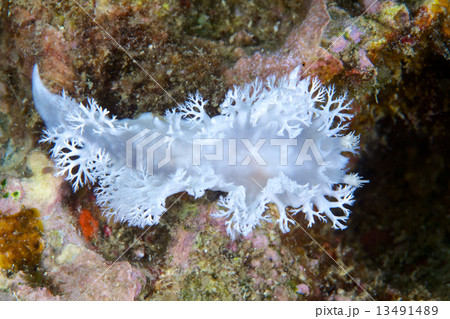 ユビノウハナガサウミウシ 13491489