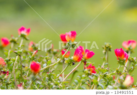 Wishbone flower, Bluewings or Torenia 13491551