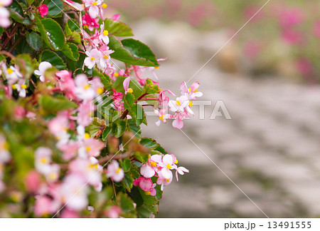 Begonia flower  13491555