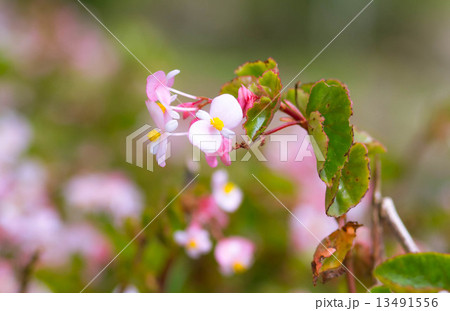 Begonia flower  13491556
