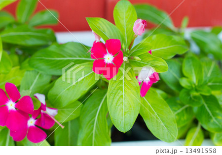 Beautiful pink vinca flowers (madagascar periwinkle) Beautiful pink vinca flowers (madagascar periwinkle) 13491558