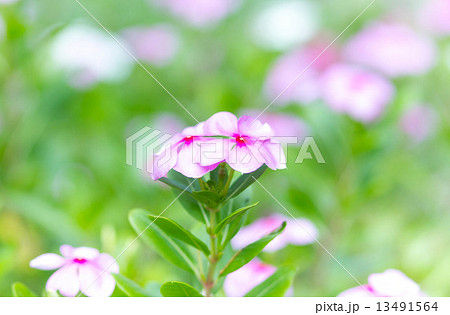 Beautiful pink vinca flowers (madagascar periwinkle) 13491564