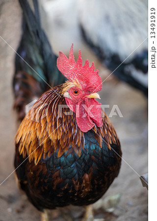 ニワトリ（チャボ） 13491919