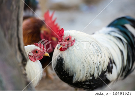 ニワトリ(チャボ) ニワトリ(チャボ) 13491925