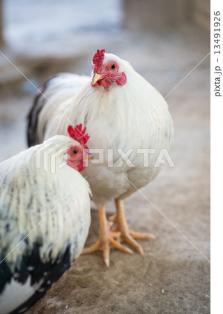 ニワトリ（チャボ） 13491926