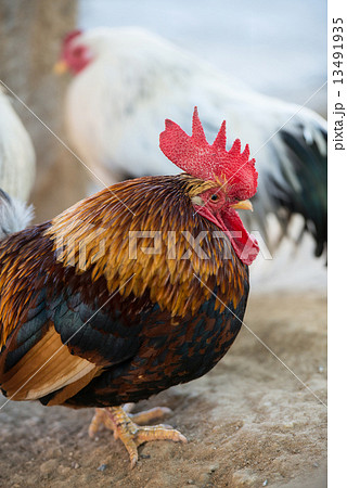 ニワトリ(チャボ) ニワトリ(チャボ) 13491935