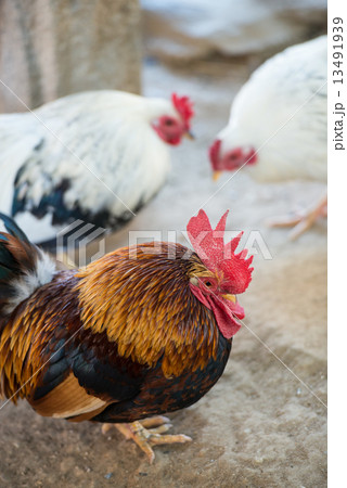 ニワトリ(チャボ) ニワトリ(チャボ) 13491939