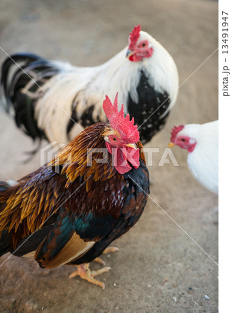 ニワトリ（チャボ） 13491947