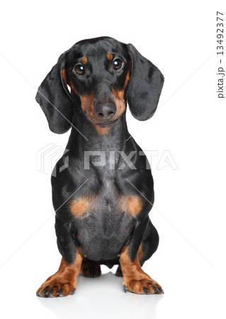 Miniature dachshund 13492377