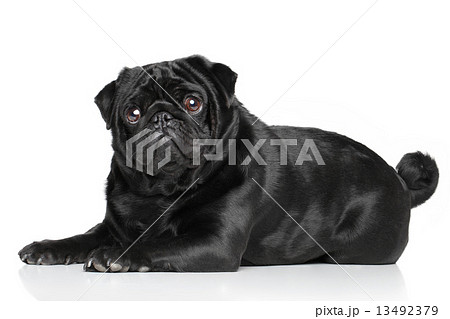 Black Pug lying Black Pug lying 13492379