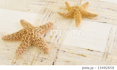 starfish 13492658