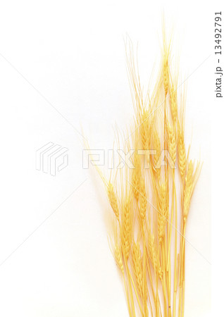 Wheat isolated on white 13492791