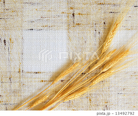 wheat on background 13492792
