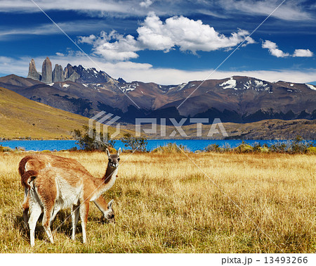 Torres del Paine, Patagonia, Chile 13493266