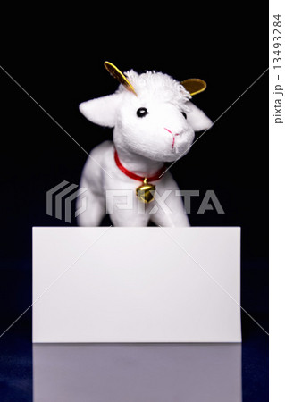 Sheep with blank card 13493284
