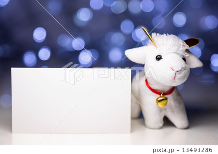 Sheep with blank card Sheep with blank card 13493286