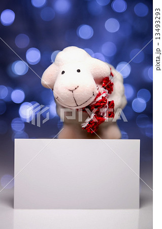 Sheep with blank card 13493293