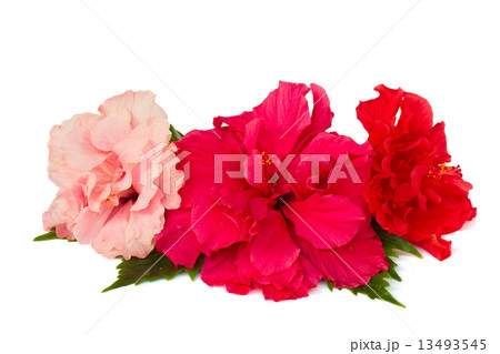 border of colorful hibiscus flowers border of colorful hibiscus flowers 13493545