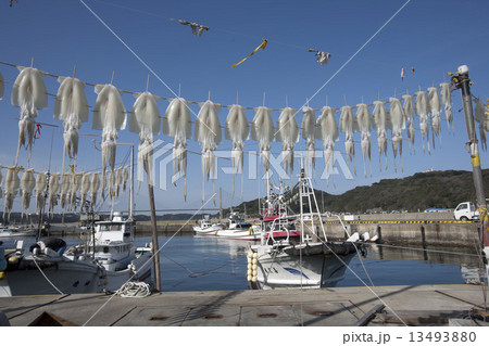 呼子のいか 13493880