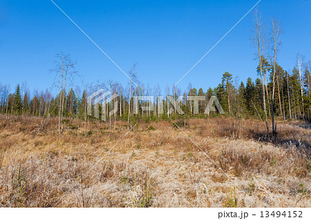 Beautiful forest meadow at fresh sunny day 13494152