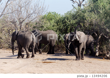 African Elephant in Chobe National Park 13494206