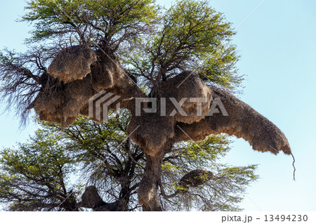 African sociable weaver big nest on tree African sociable weaver big nest on tree 13494230