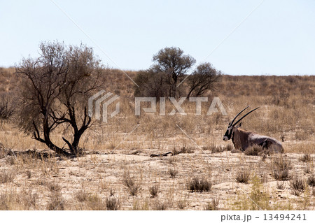 Gemsbok, Oryx gazella Gemsbok, Oryx gazella 13494241