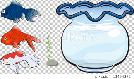 金魚 13494372
