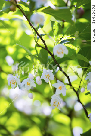 エゴノキ 13495003